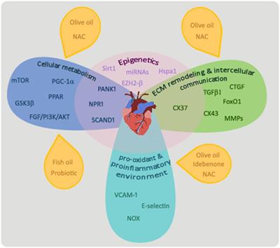 Intrauterine Programming of Cardiovascular Diseases in Maternal Diabetes